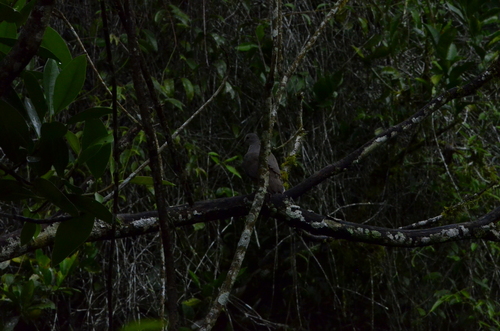 Yungas Dove (Leptotila megalura), photo 3