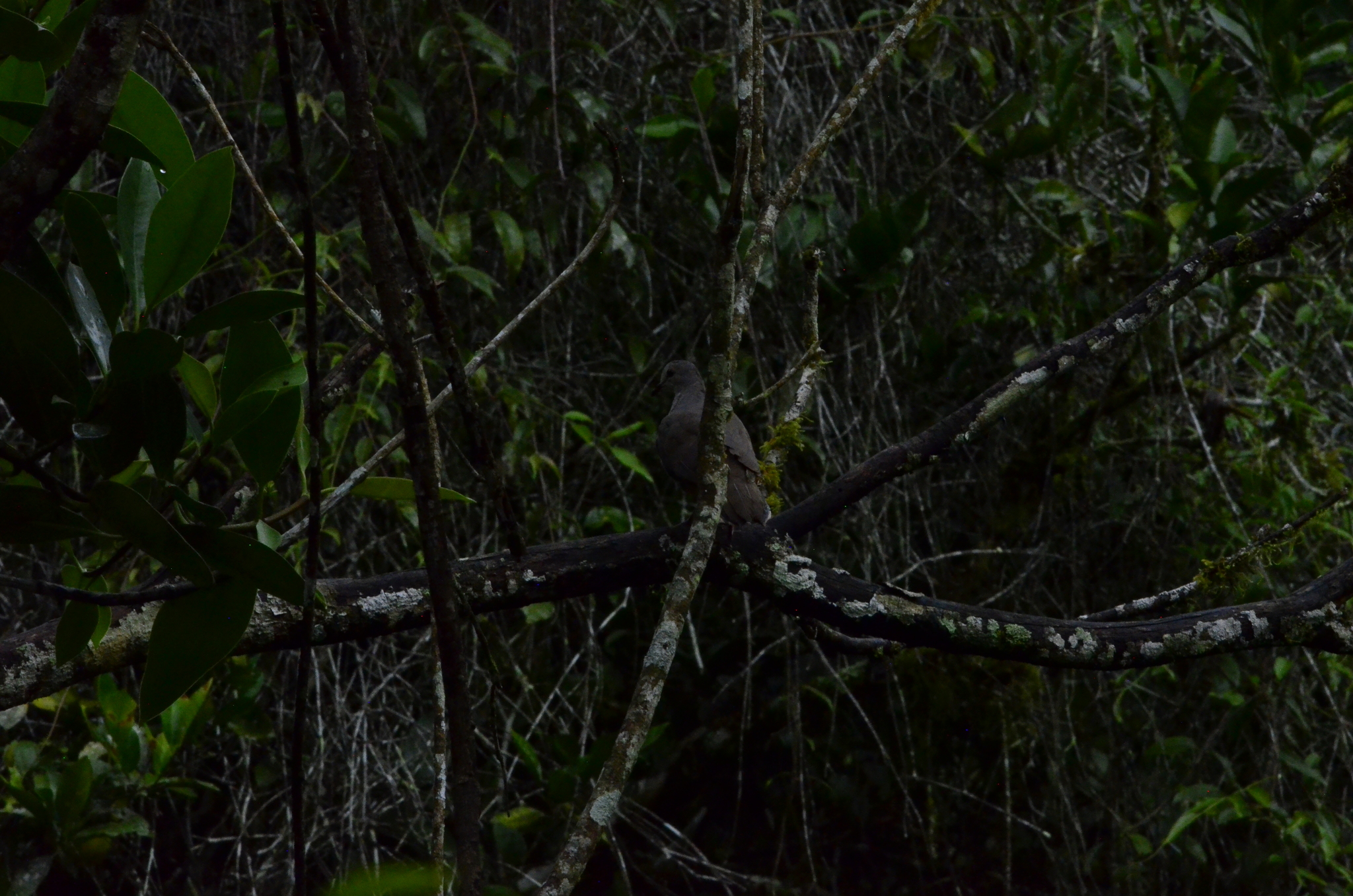 Yungas Dove (Leptotila megalura), photo 3