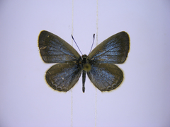 Zizina otis antanossa