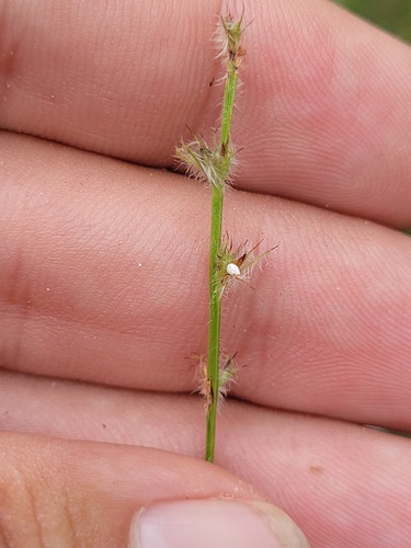 Scleria hirtella, 2025-04-27