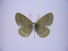 Zizina otis antanossa