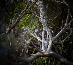 Poodytes punctatus vealeae