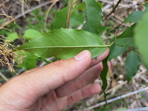 Image of Fraxinus insularis by (c) vrxz, some rights reserved (CC BY-SA)