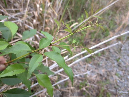 Image of Fraxinus insularis by (c) vrxz, some rights reserved (CC BY-SA)