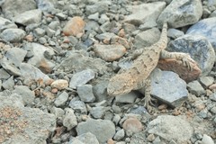 Mediodactylus russowii