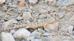 Mediodactylus russowii