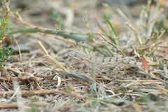 Mediodactylus russowii