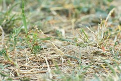 Mediodactylus russowii