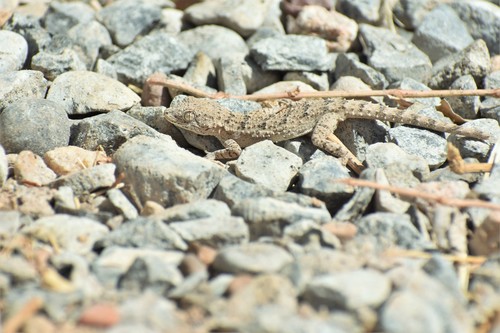 Grey Thin-Toed Gecko, Mediodactylus russowii