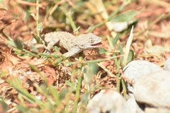 Mediodactylus russowii