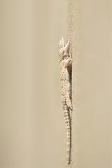 Mediodactylus russowii