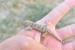 Mediodactylus russowii