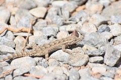 Mediodactylus russowii