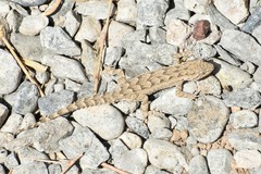 Mediodactylus russowii