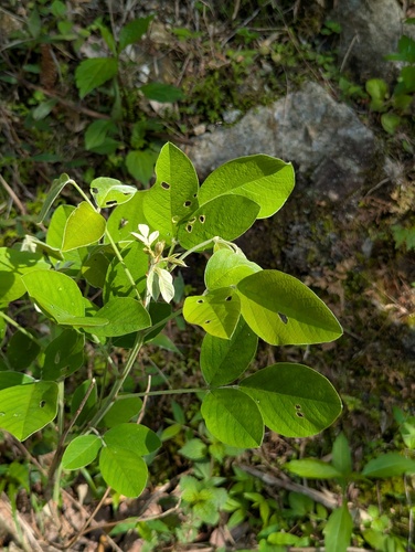 Lespedeza davidii iNat (3)