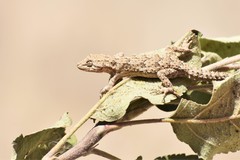 Mediodactylus russowii