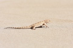 Mediodactylus russowii