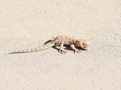 Mediodactylus russowii