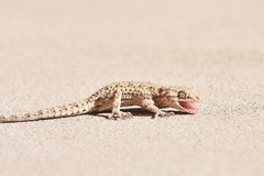 Mediodactylus russowii