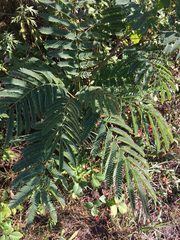 Albizia julibrissin julibrissin