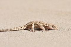Mediodactylus russowii