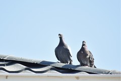 Columba livia domestica