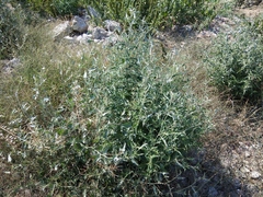 Atriplex aucheri