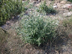 Atriplex aucheri