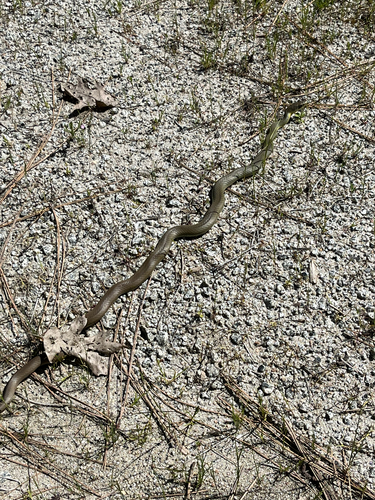 iNaturalist observation photo of North American Racer