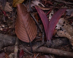 Dipterocarpus oblongifolius