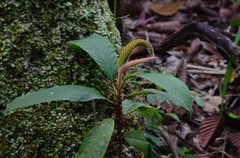 Dipterocarpus oblongifolius