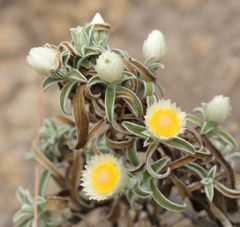 Helichrysum chionosphaerum