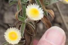 Helichrysum chionosphaerum