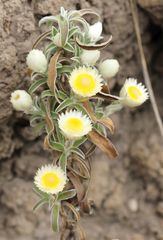 Helichrysum chionosphaerum