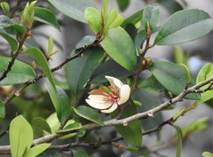 Magnolia chapensis