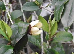 Magnolia chapensis