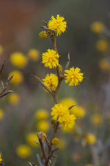 Acacia continua