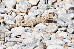 Mediodactylus russowii