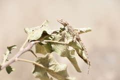 Mediodactylus russowii