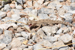 Mediodactylus russowii