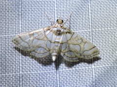 Pseudopyrausta santatalis