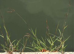 Dichanthium annulatum