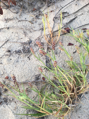 Cenchrus tribuloides