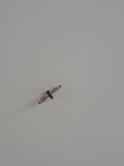 Toxonevra muliebris