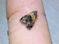 Tripudia balteata