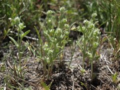 Cryptantha glomeriflora