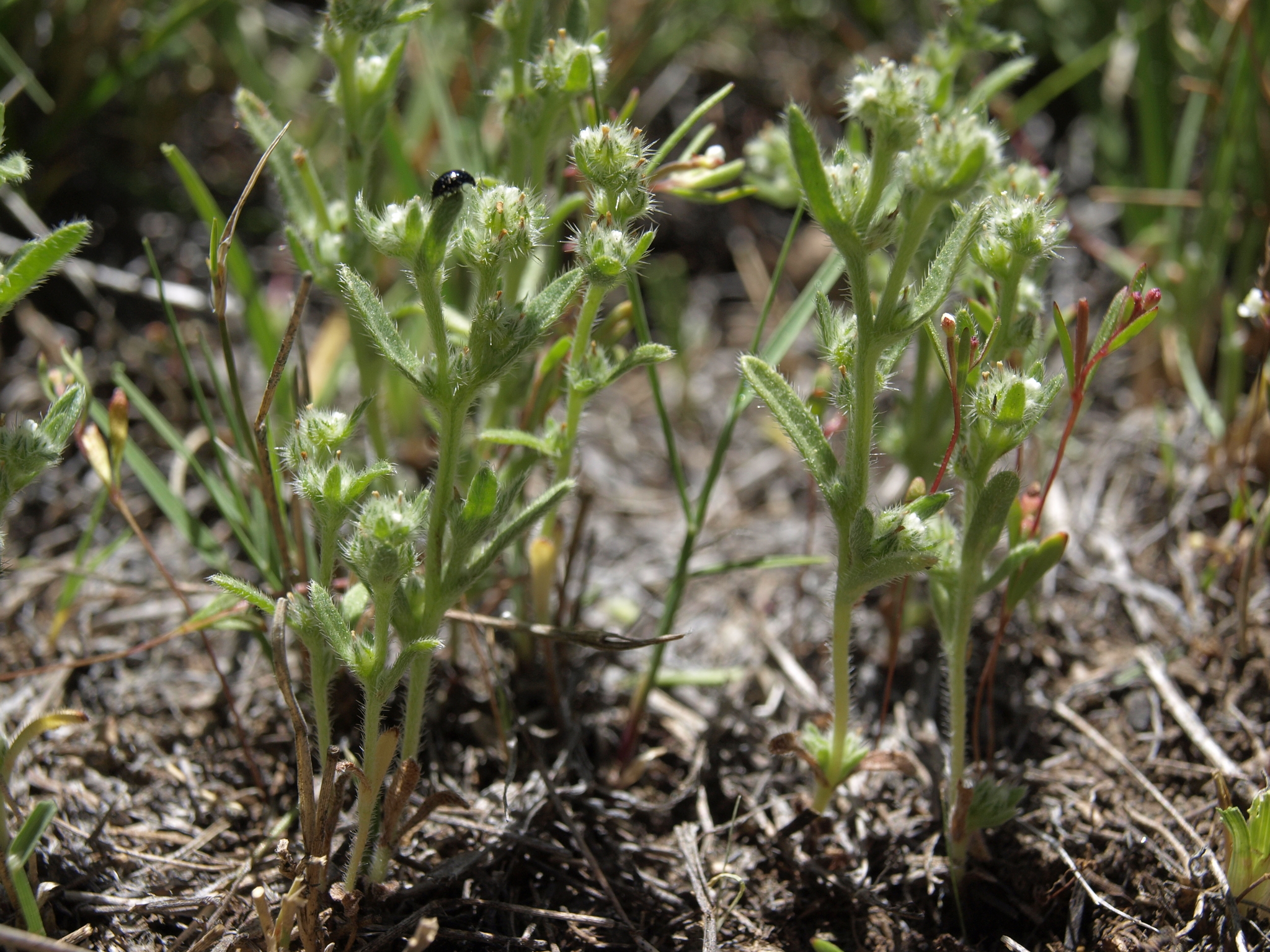 Cryptantha glomeriflora