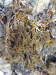 Xiphophora chondrophylla