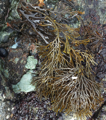 Xiphophora chondrophylla