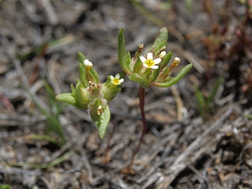Smallflower gymnosteris (Gymnosteris parvula)